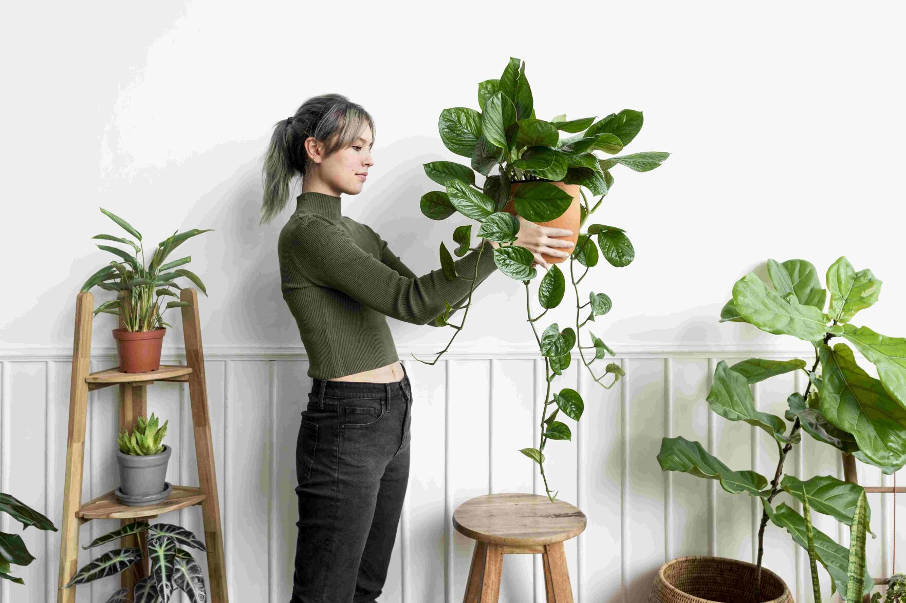Unique Ways to Use Indoor Plants as a Decoration for Luxurious Homes